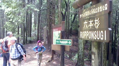 六本杉