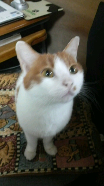 2009040321200000.jpg