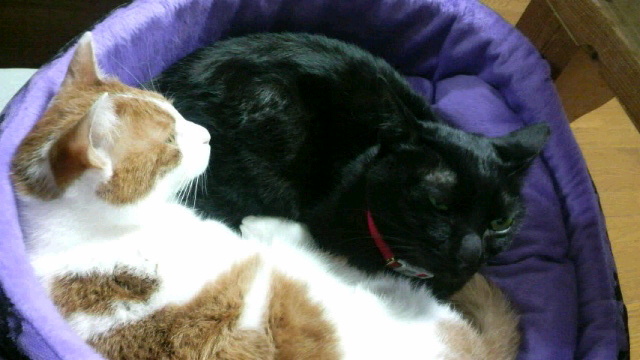 2010030916280000.jpg
