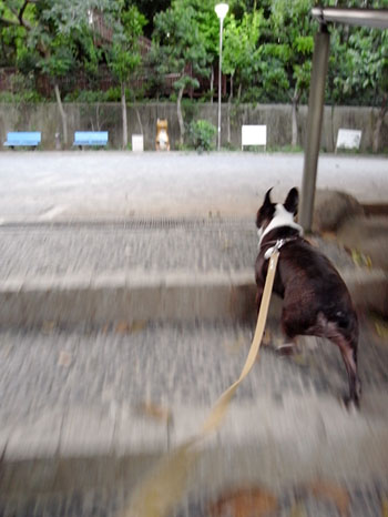 ダッシュ