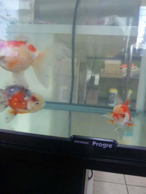 金魚.jpg