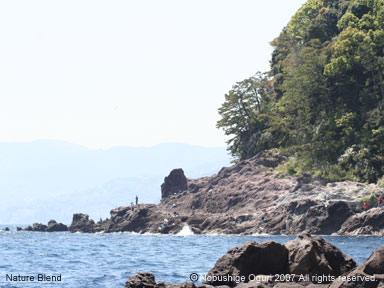真鶴の海と魚付き保安林