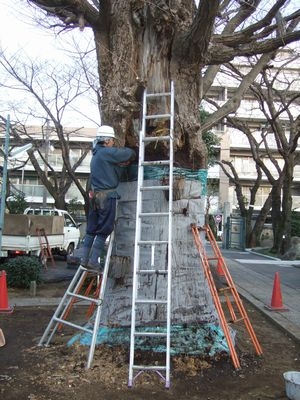 イチョウ授樹勢回復
