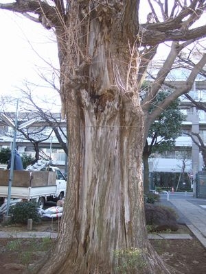 イチョウ 樹勢回復