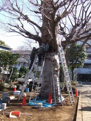 イチョウ樹勢回復