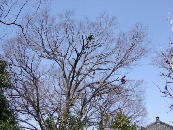 ツリークライミング