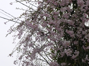 P1060410.JPG