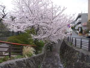 P1060432.JPG
