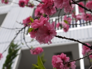 P1060445.JPG