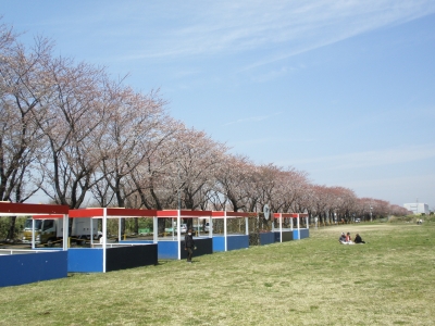 桜並木