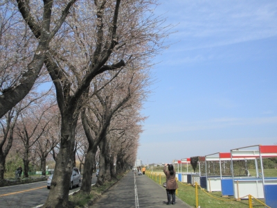桜並木