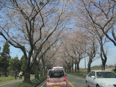 桜のトンネル
