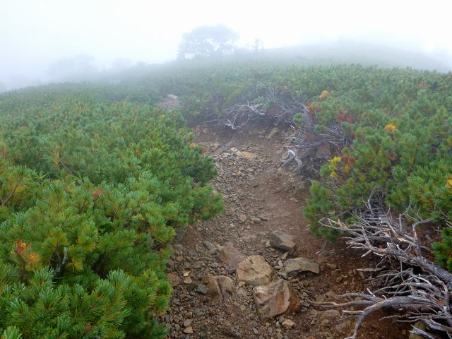駒津峰尾根コース