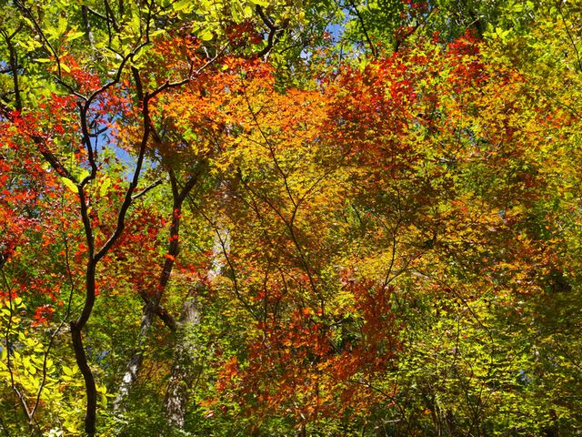 轟の滝紅葉