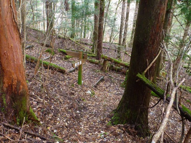 綱附新道分岐