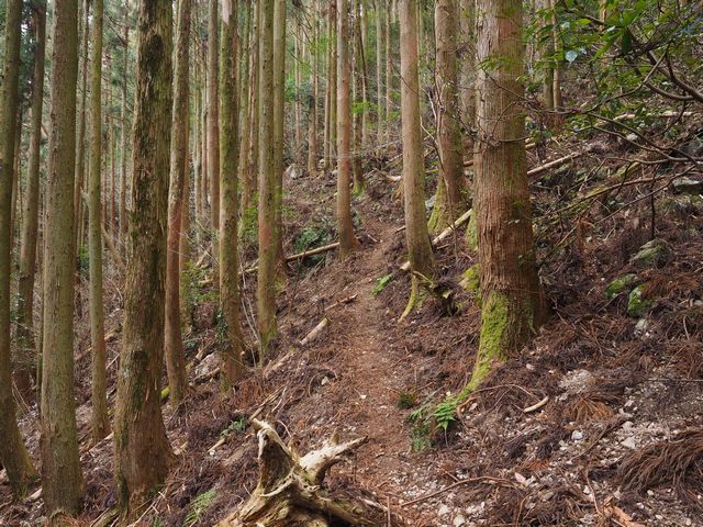 蟠蛇森登山道