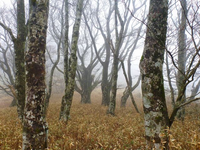 大星山