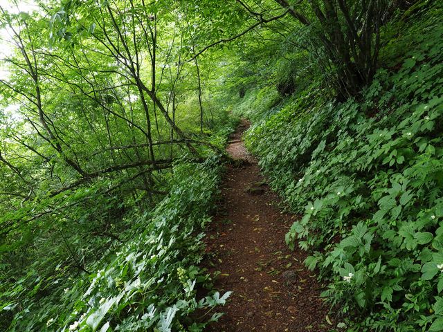 皿ヶ嶺登山道