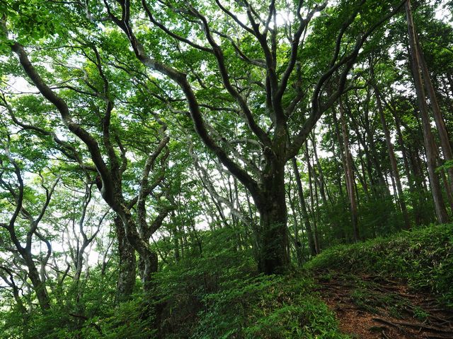 皿ヶ嶺
