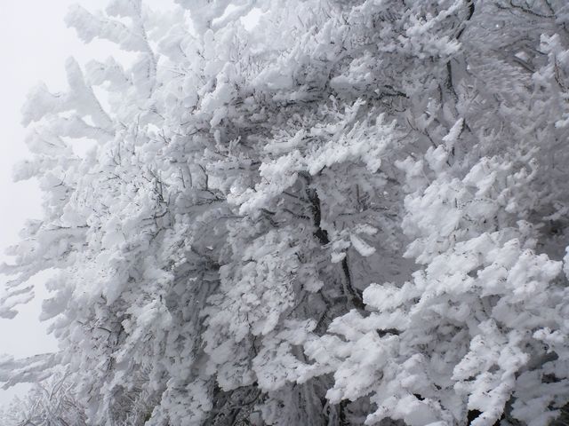 霧氷