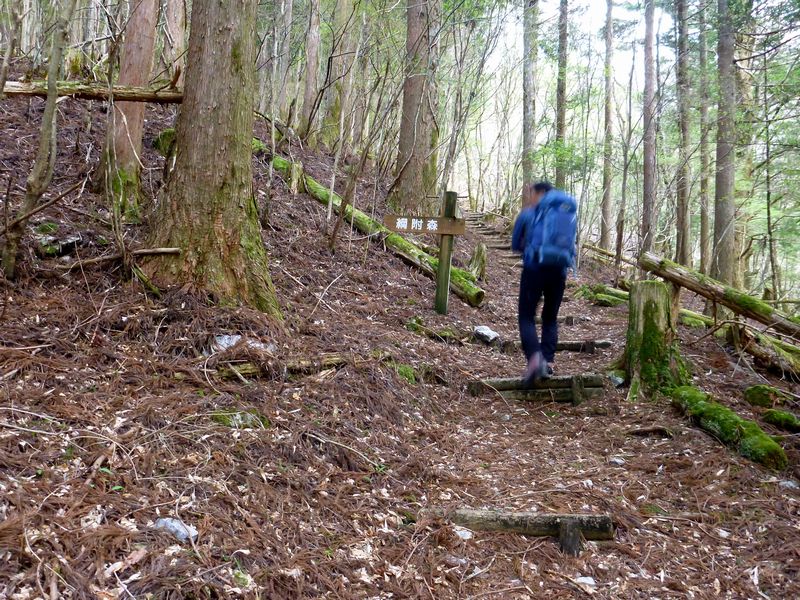 綱附新道分岐