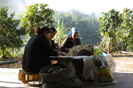 漫撒山秋の散茶2013年プーアル茶