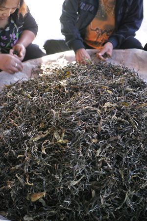 漫撒山秋の散茶2013年プーアル茶