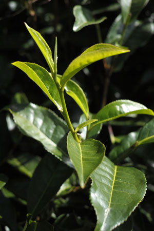 漫撒山秋の散茶2013年