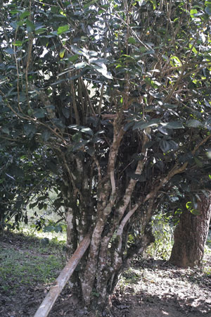 漫撒山秋の散茶2013年