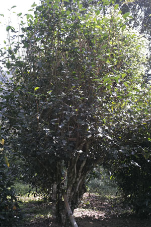 漫撒山秋の散茶2013年
