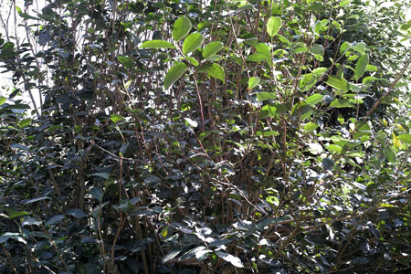 漫撒山秋の散茶2013年