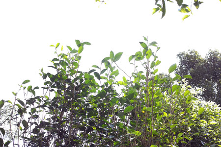 漫撒山秋の散茶2013年