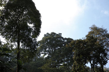 南糯山秋天散茶2013年