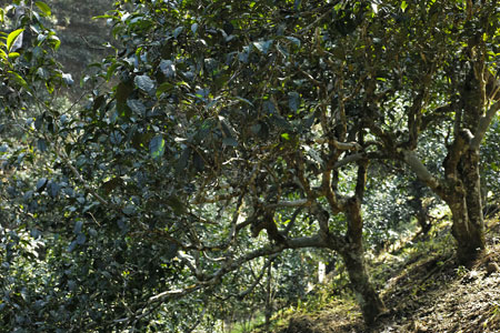 南糯山秋天散茶2013年プーアル茶