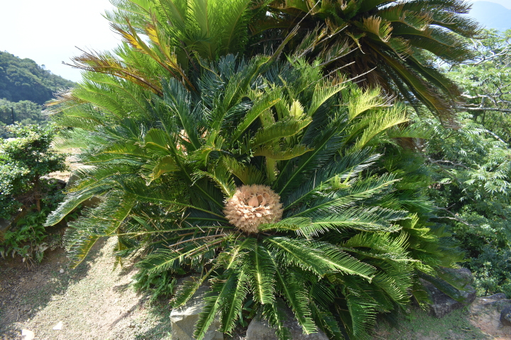 舟森 ソテツの雌花 Heyanekoの棲み家 へき地ブログ