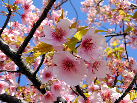 河津桜