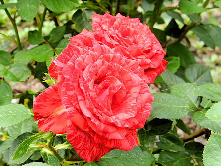 薔薇