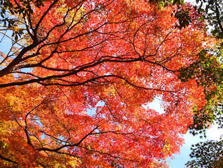 紅葉2015