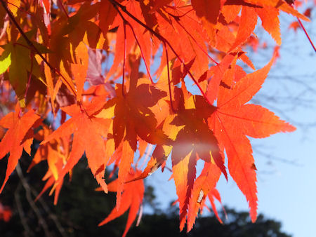 紅葉2015