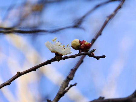 早くも梅の花が