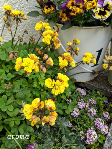 水仙球根 2球 2個 イエロー 黄色 八重咲き フリフリ ひらひら 【公式通販】