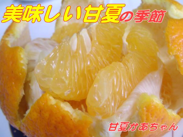 旬の甘夏収穫販売