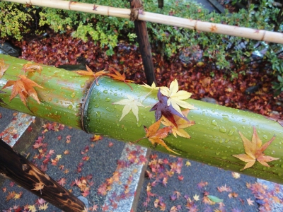 青竹の手摺にもみじ