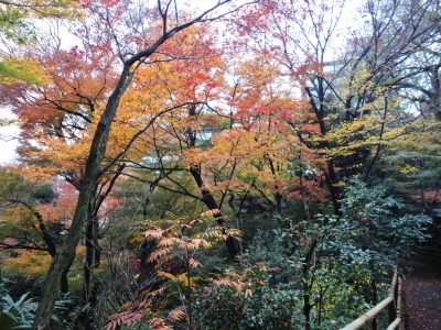 椿山荘、紅葉