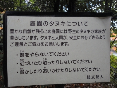 東京の狸