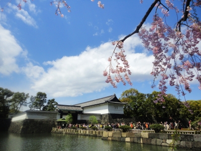 乾門の桜