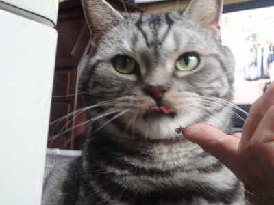 マヤリン、こしあんが好き