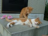 ねこ
