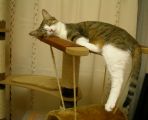 ねこ