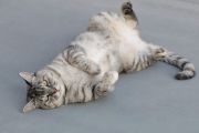 ねこ